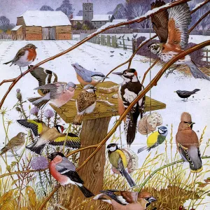 Hawfinch