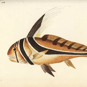 Jack knife-fish, Equetus lanceolatus