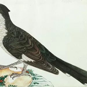 Cuckoos Collection: Jacobin Cuckoo