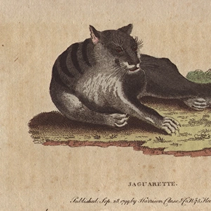 Jaguarette or black cougar, Panthera species