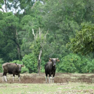 Bovidae Gallery: Banteng