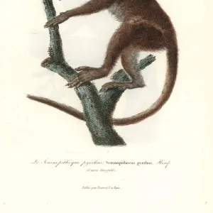 Javan Lutung