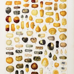 Corns and Grains Print, 1901 Corns and Grains Print, 1901