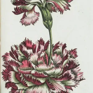 Proliferating Carnation Print, circa 1810 Proliferating Carnation Print, circa 1810