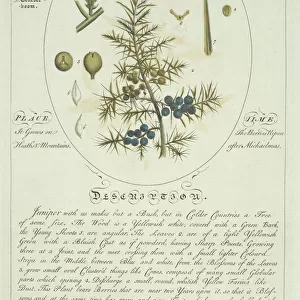 Juniperus communis, juniper