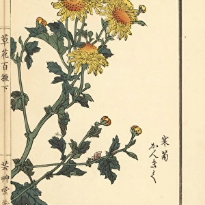 Kangiku or winter chrysanthemum, Chrysanthemum indicum
