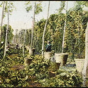 A Kentish Hop Garden