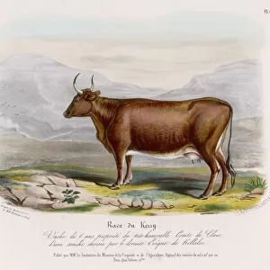 KERRY COW