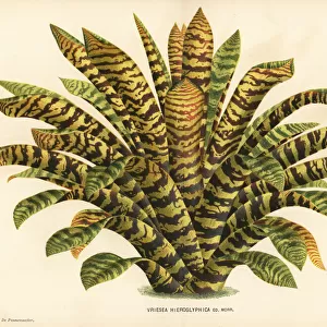 King of the bromeliads, Vriesea hieroglyphica