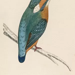 Kingfisher / Morris