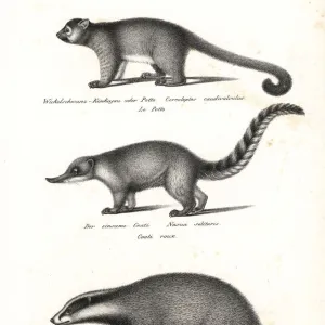 Kinkajou, South American coati and badger