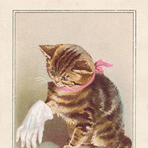 Kitten on a birthday card