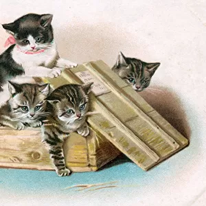 Four kittens in a wooden crate on a greetings postcard