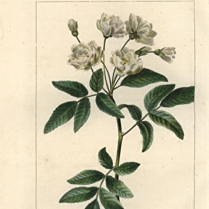 Lady Banks rose, Rosa banksiae, native to China