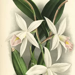 Laelia anceps orchid