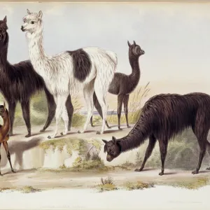 Pacos