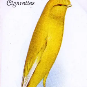 Lancashire Canary (Coppy)