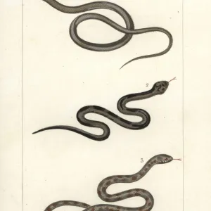 Snakes Mounted Art Print Collection: Fer-De-Lance