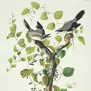 Butcherbirds Poster Print Collection: Related Images