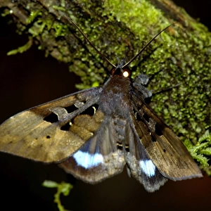 Large nocturnal moth is on a branch in the undergrowth