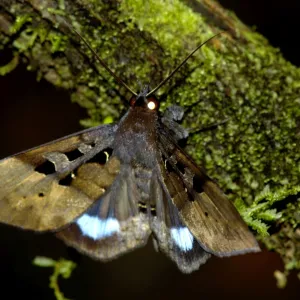 Large nocturnal moth is on a branch in the undergrowth