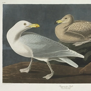 Larus hyperboreus, glaucous gull