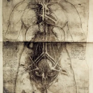 LEONARDO DA VINCI (1452-1519). Anatomic studio