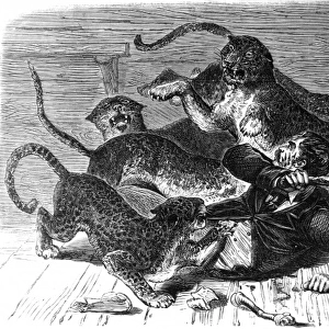 Leopard attack on zoo keeper, 1870