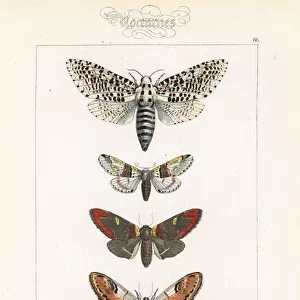 Leopard moth, sallow kitten and prominent moths