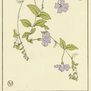 Lesser Periwinkle