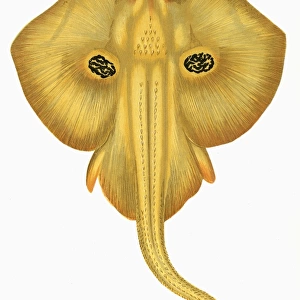 Leucoraja circularis, or Sandy Ray