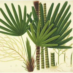 Museums Collection: Fan Museum