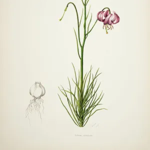 Lilium cernuum