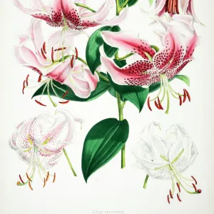 Lilium speciosum