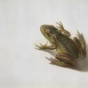 Litoria aurea, golden bell frog