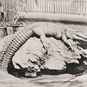 London Zoo - Crocodile