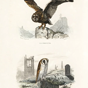 Long-eared owl and barn owl
