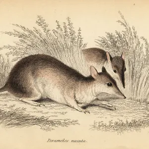 Peramelidae Pillow Collection: Long-nosed Bandicoot