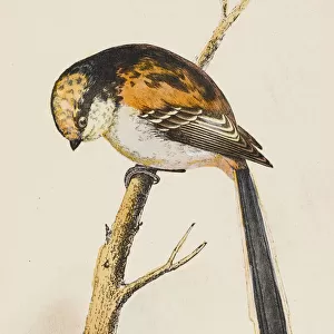 Long-Tailed Tit (Morris)