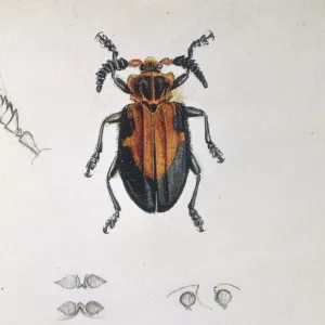 Beetles Related Images