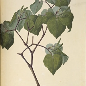 Macropiper excelsum, kawakawa pepper tree