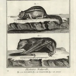 Pteropodidae Framed Art Print Collection: Madagascan Rousette