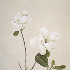 Magnolia denudata, yulan magnolia