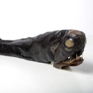 B Poster Print Collection: Barbeled Dragonfish