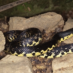 Malagasy Giant Hognose Snake