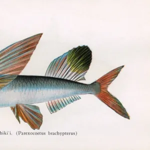 Malolo Puhiki i, Fishes of Hawaii