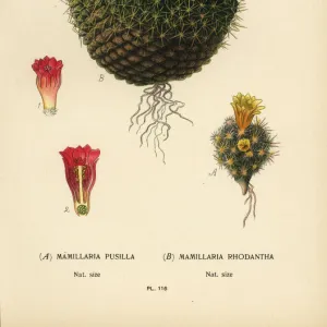 Mammillaria prolifera and Mammillaria rhodantha