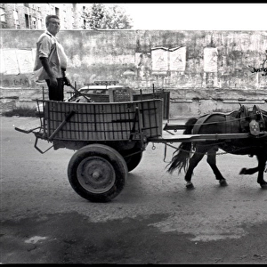 Man in horse drawn cart, Valencia, Spain