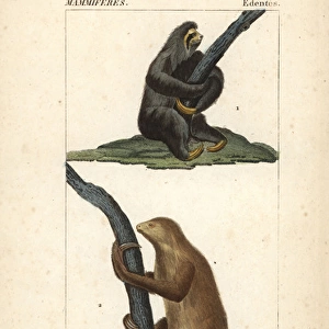 Maned three-toed sloth, Bradypus torquatus