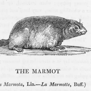 Marmot (Bewick)